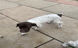 German Shorthaired Pointer dogs for sale: German shorthaired pointer - Image 20