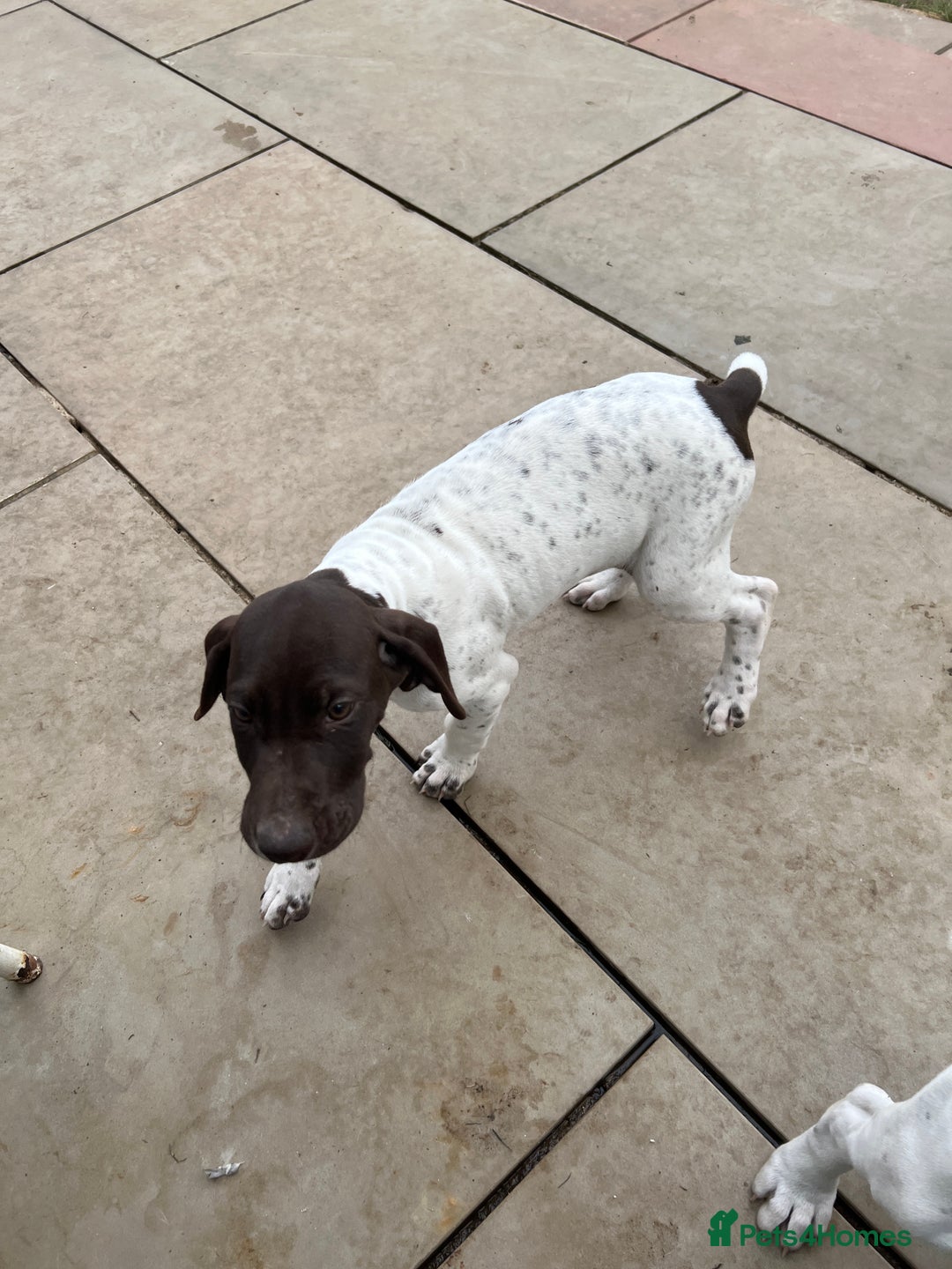 German Shorthaired Pointer dogs for sale: German shorthaired pointer - Image 20