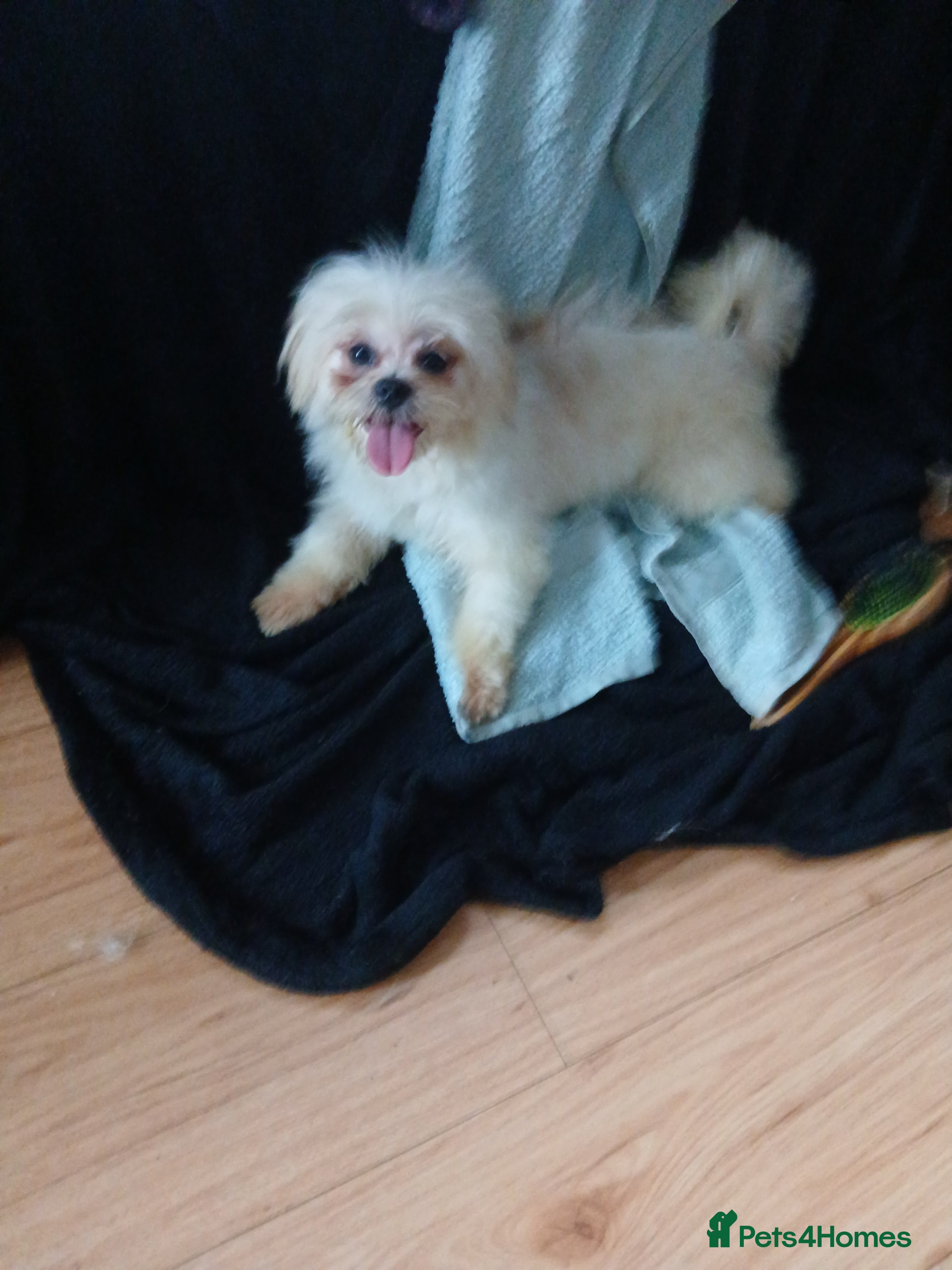 Mixed Breed dogs Beautiful little Lhasa Apso/Maltes puppies  - Advert 3