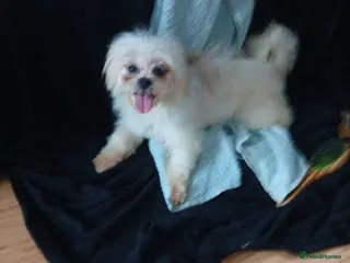 Mixed Breed dogs Beautiful little Lhasa Apso/Maltes puppies - Advert 3