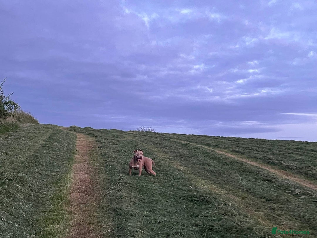 Mixed Breed dogs for sale: Lighting  - Advert 4