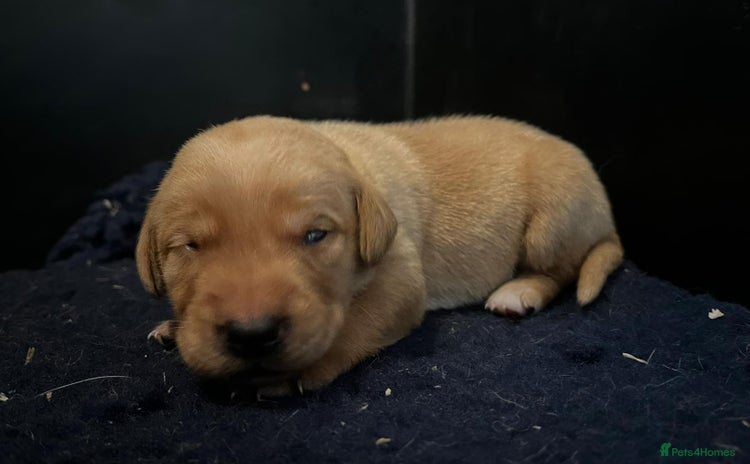 Labrador Retriever dogs - Advert 1