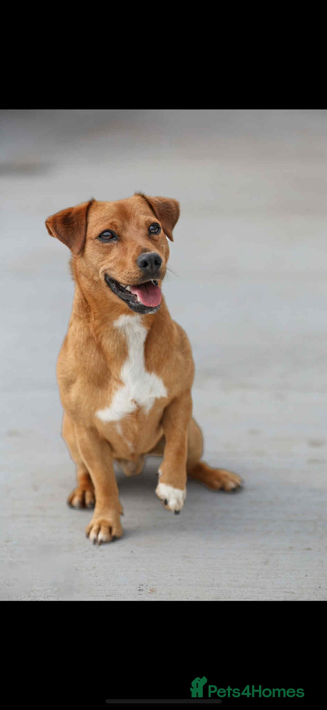 Jack Russell dogs for stud: Mouse - Handsome friendly chap  - Image 1