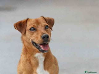 Jack Russell dogs - Advert 12