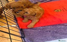 Labradoodle dogs for sale: Miniature Labradoodle F1BB Puppies - Image 11