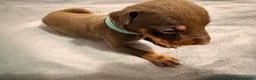 Dobermann dogs for sale: KC Registered Dobermans | 91 Champions in Parents - Advert 4