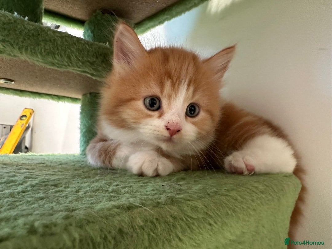 Maine Coon cats for sale: Stunning Mainecoon Kittens - Image 10