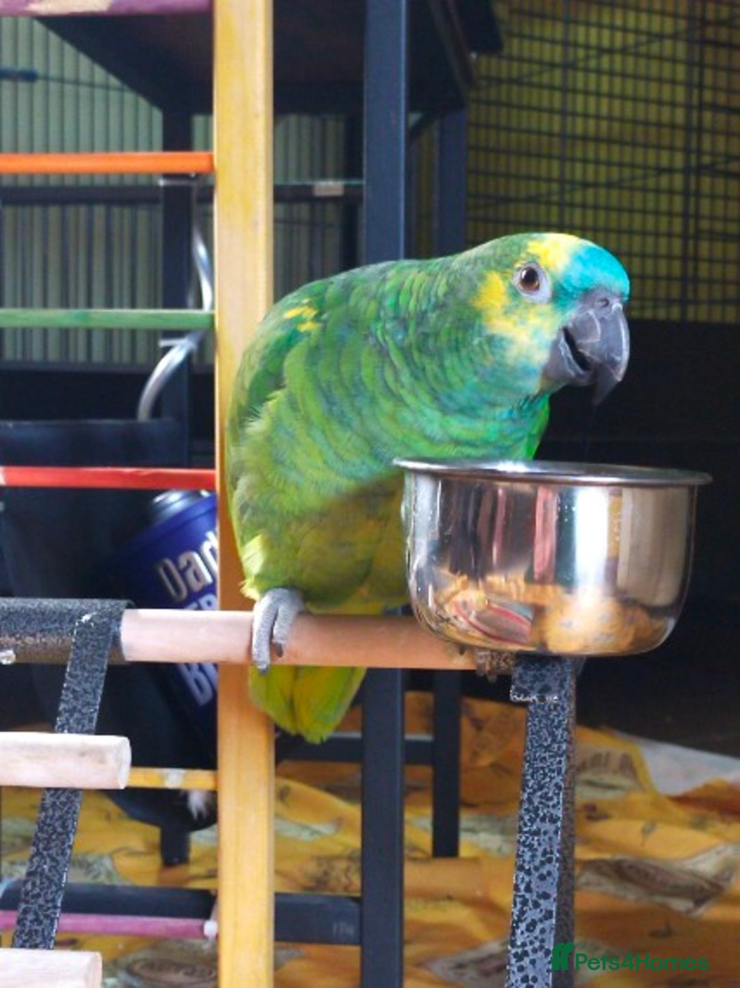 Parrots birds for sale: Jessie - Image 12