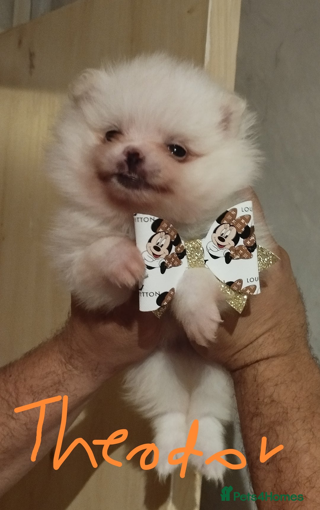 Pomeranian dogs for sale: 💝💝💝High-quality little boys💝💝💝 - Image 6