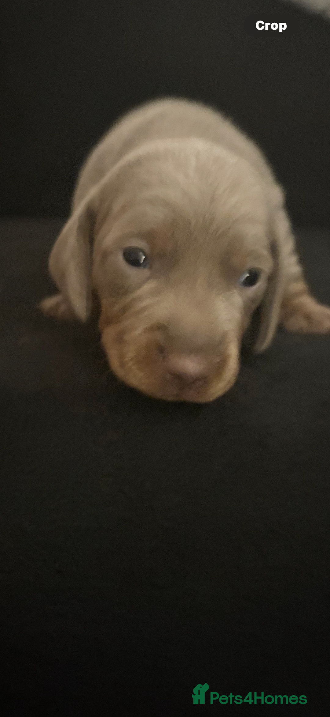 Miniature Dachshund dogs for sale: Miniature Dachshund Puppies - Image 5