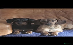 Dachshund dogs for sale: Dachshund Siblings  - Image 1