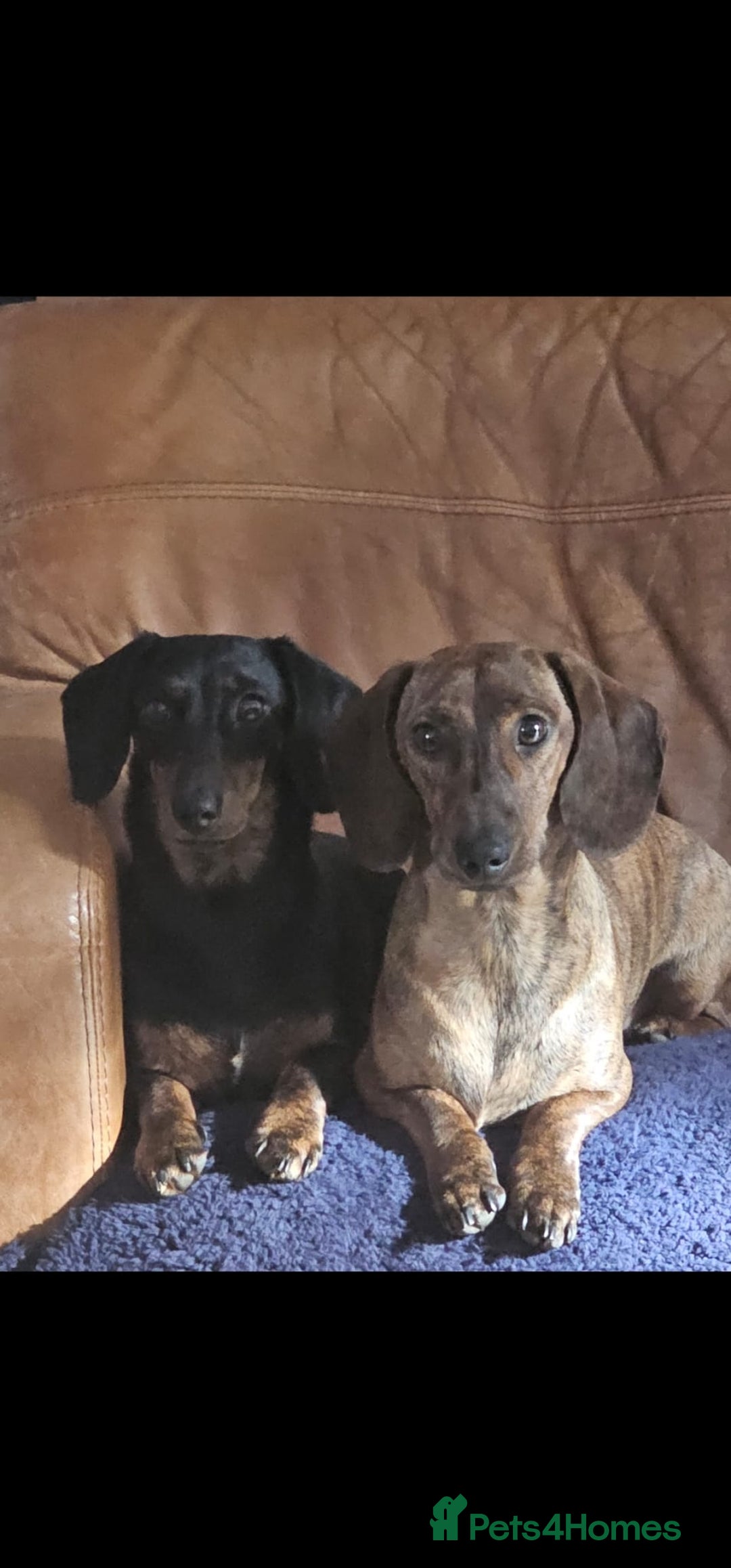 Dachshund dogs for sale: Dachshund Siblings  - Image 1