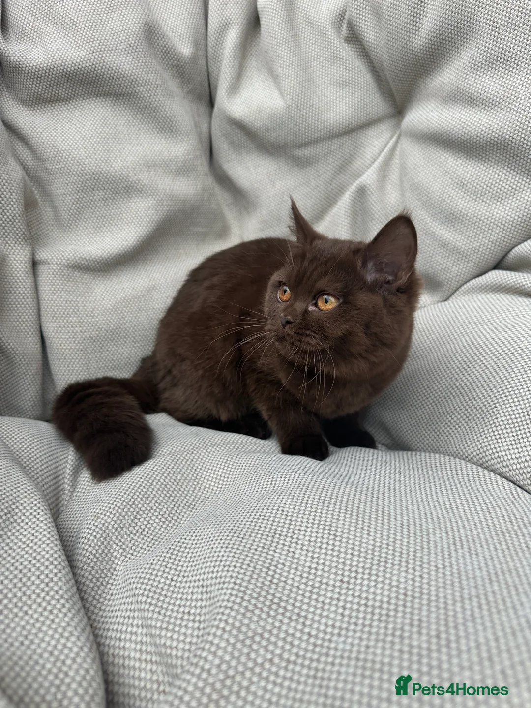 British Shorthair cats for sale: British Shorthair Chunky Chocolate Kittens🐻 - Advert 35