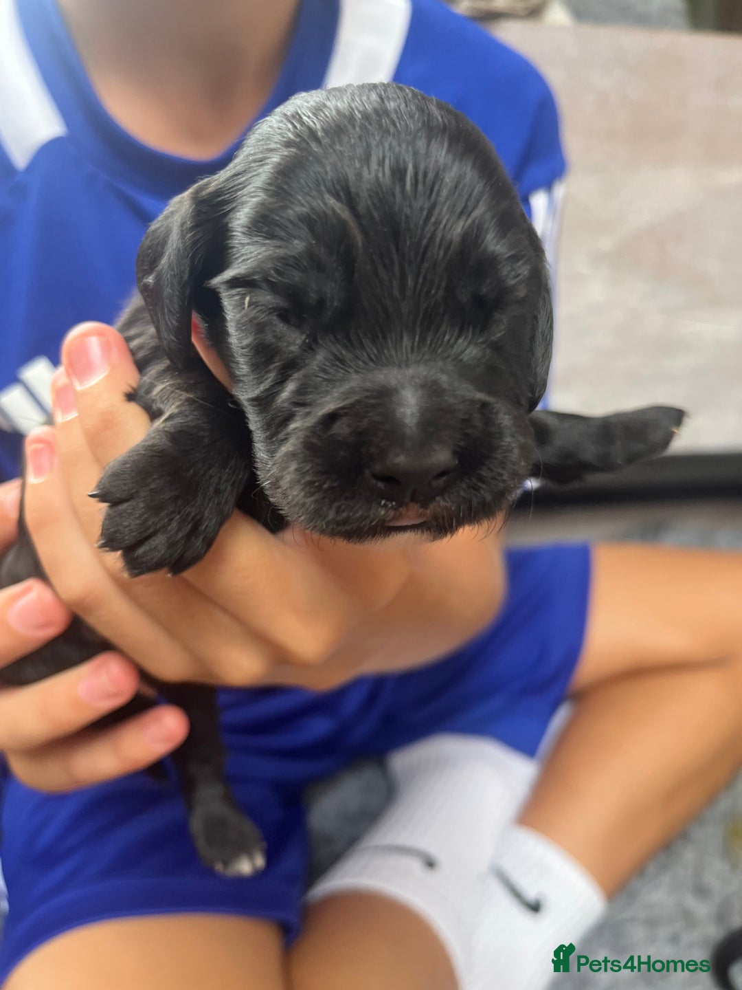 Cocker Spaniel dogs for sale: Beautiful Working Cocker Spaniel Puppies for Sale - Image 18