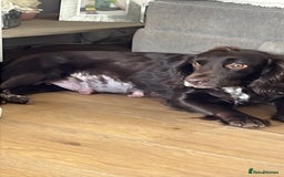 Sprocker dogs for sale: Sprockers  - Advert 1
