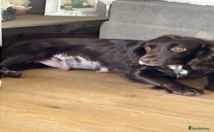 Sprocker dogs Sprockers  - Advert 1