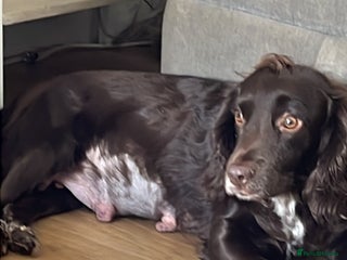 Sprocker dogs Sprockers - Advert 5