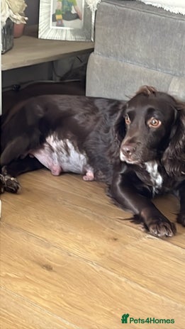 Sprocker dogs Sprockers - Advert 1