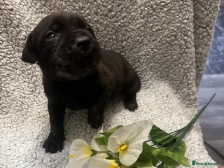 Bandog dogs multigen Bandogge Puppies/mastiff mix - Advert 1