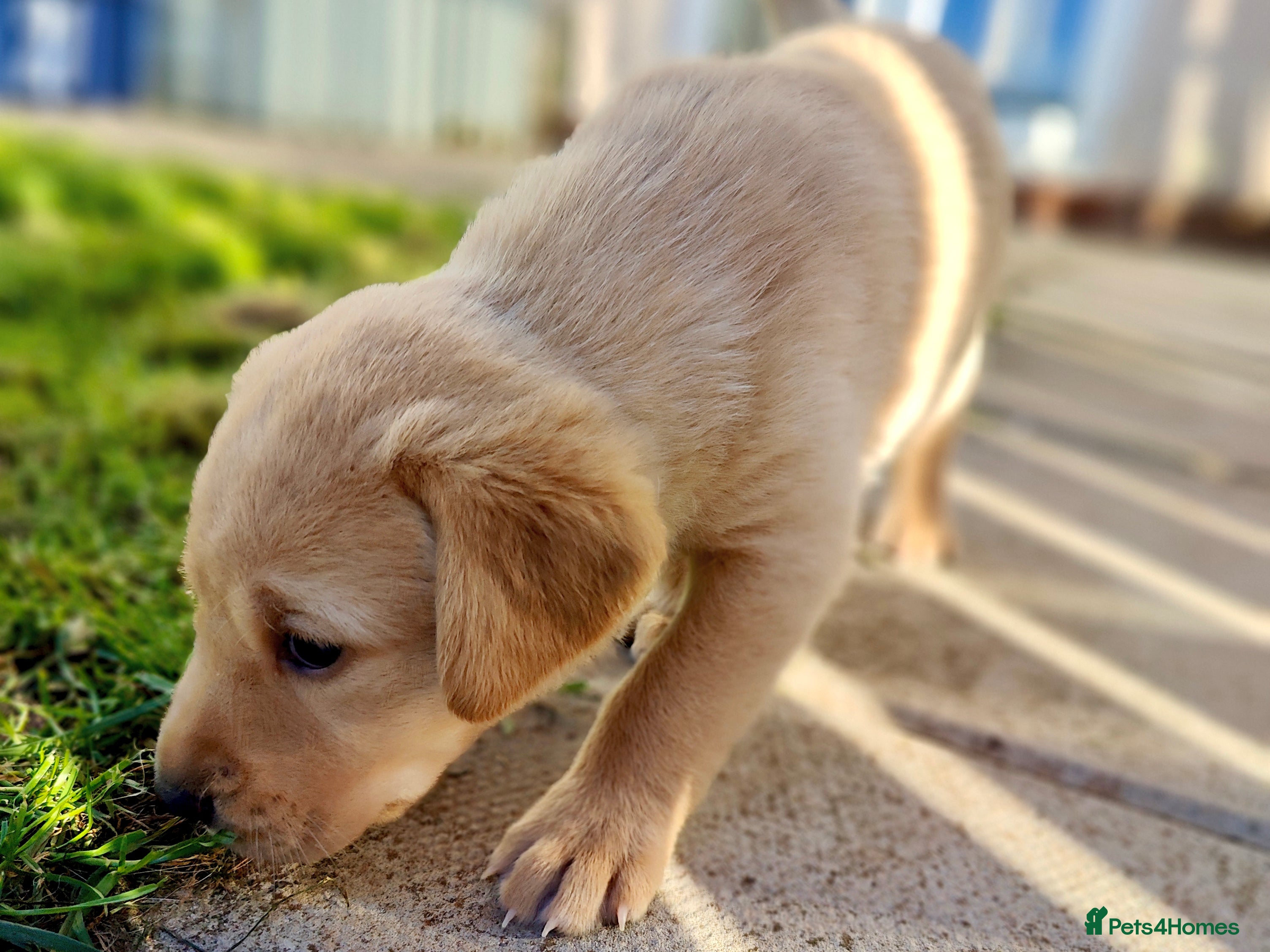 Labrador Retriever dogs Stunning, Well Bred Yellow Labrador Pups - Advert 2