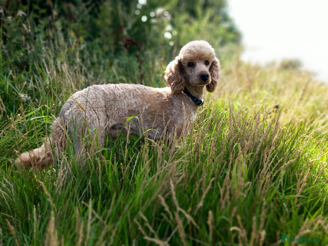 Miniature Poodle dogs for stud: KC reg Miniature Red Poodle For Stud in Thetford - Image 3