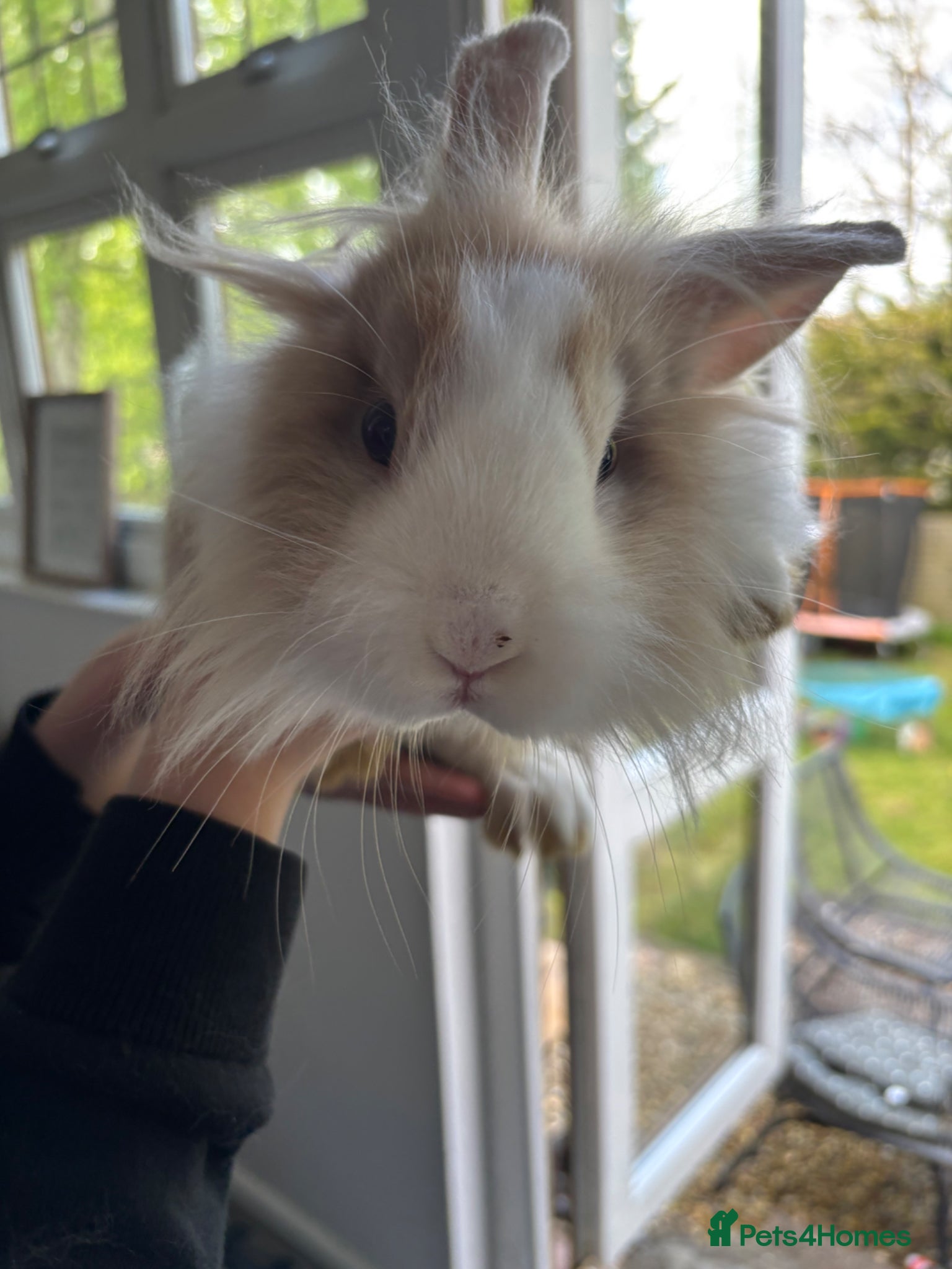 Lionhead rabbits Lionhead rabbit  - Advert 1