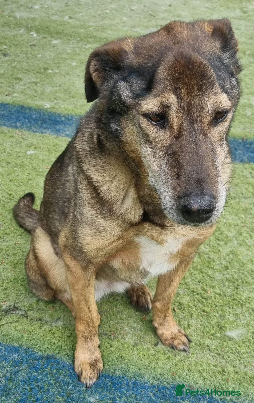 Mixed Breed dogs for adoption: Iza - looking for a family of her own in Ayr - Advert 11