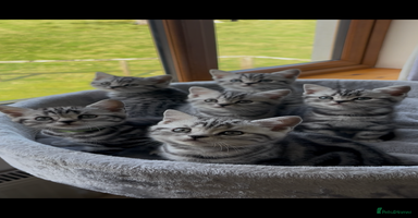 British Shorthair cats - Advert 2