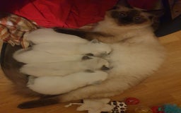 Ragdoll cats for sale: 5 fully seal point ragdoll kittens  - Image 21