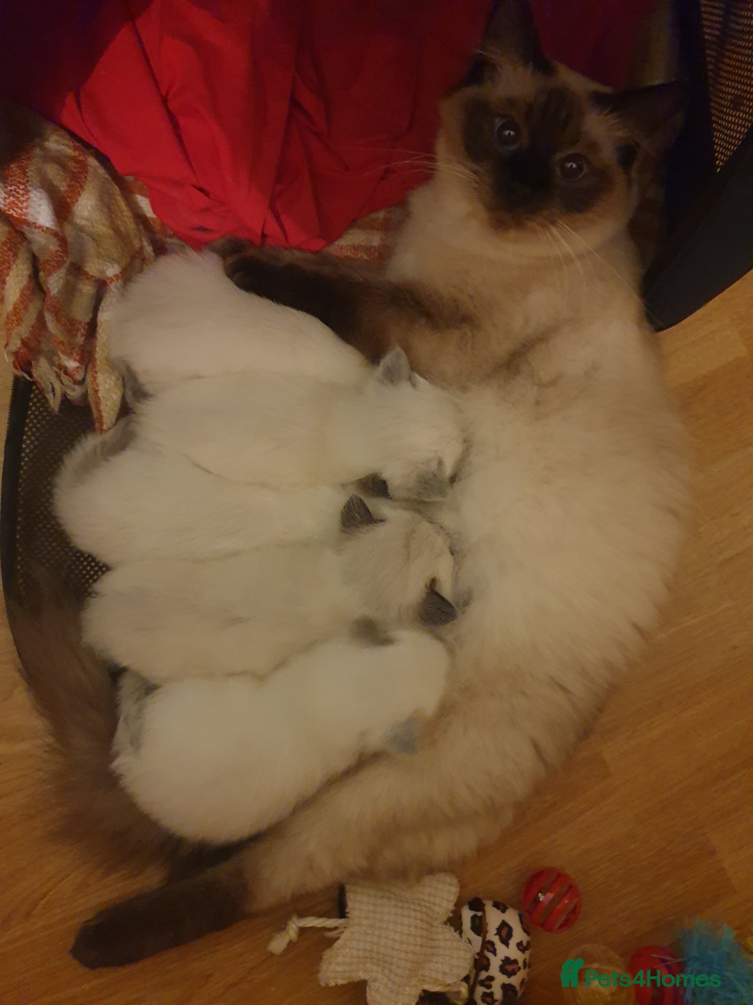 Ragdoll cats for sale: 5 fully seal point ragdoll kittens  - Image 21