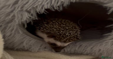 Pygmy Hedgehog rodents - Advert 14
