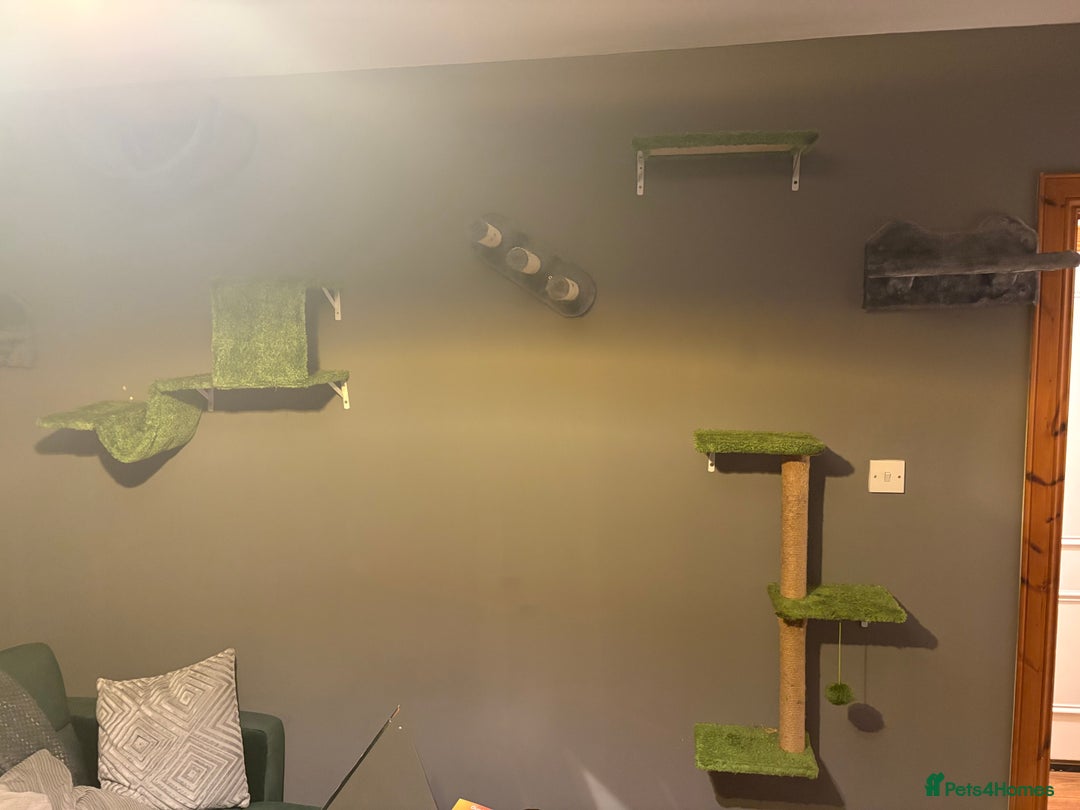 Domestic Shorthair cats for sale: 2 brother cats, 1 year old  - Advert 2