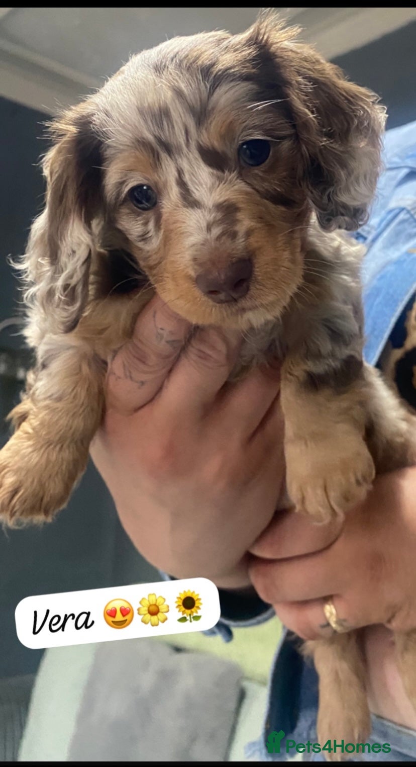 Miniature Dachshund dogs Stunning kc reg long haired mini dachshund pups  - Advert 12
