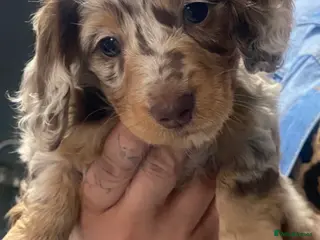 Miniature Dachshund dogs Stunning kc reg long haired mini dachshund pups - Advert 4