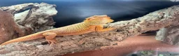 Bearded Dragon reptiles for sale: 11-Month-Old Bearded Dragon with Full Setup in Gravesend - Advert 4