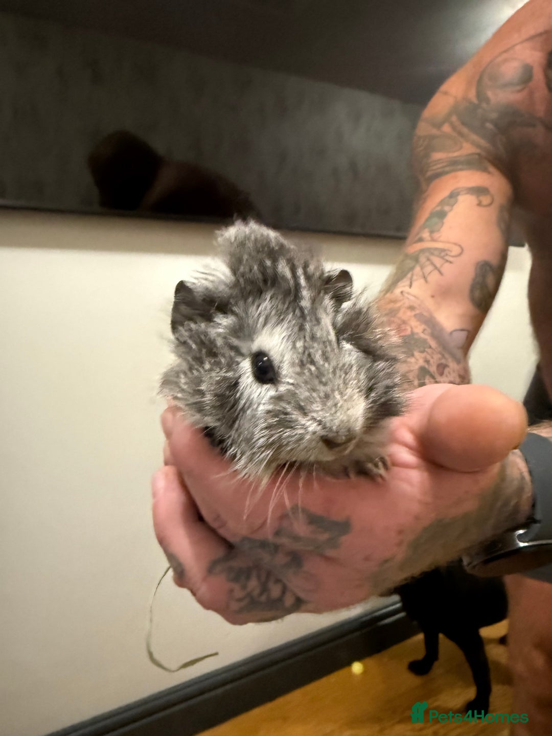 Guinea Pig rodents for sale: Baby guinea pigs 2X BOYS LEFT READY NOW - Advert 4