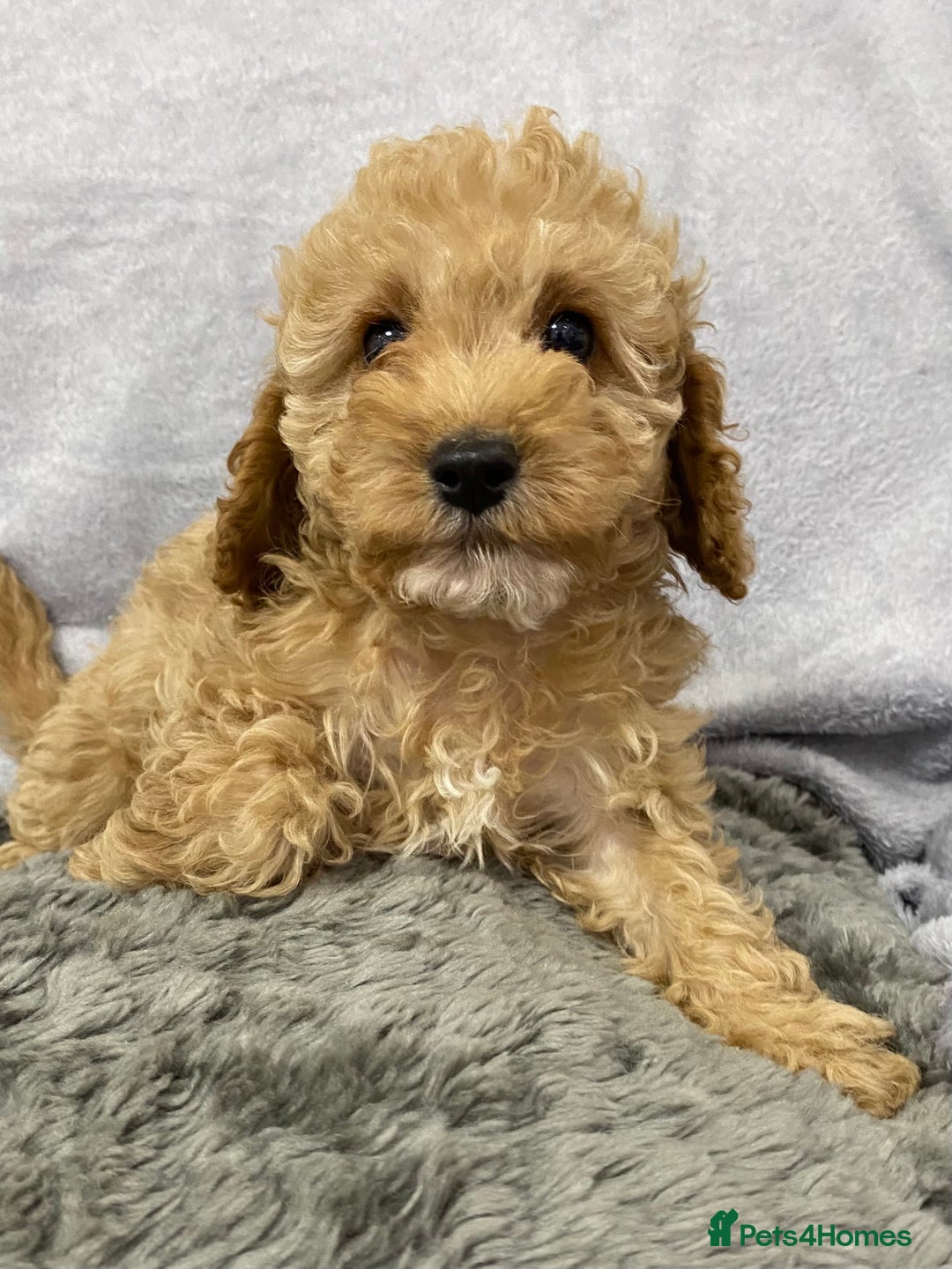 Cavapoo dogs for sale: Cute Cavapoo - Advert 6