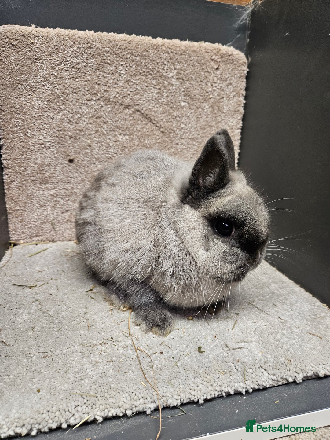Netherland Dwarf rabbits for sale: Pure Bred Netherland Dwarfs young adult does - Advert 6