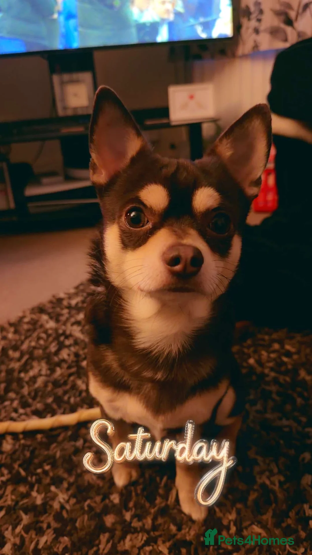 Chihuahua dogs for stud: Reggie the chocolate chi for stud - Advert 2