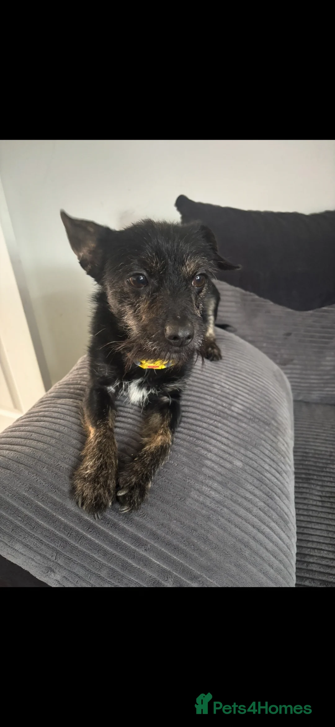 Mixed Breed dogs for sale: Jack chi  - Advert 1
