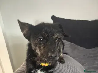 Mixed Breed dogs Jack chi - Advert 4