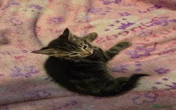 Mixed Breed cats for sale: Kittens - Image 8