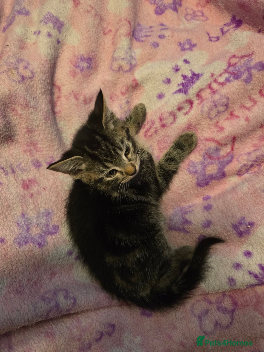 Mixed Breed cats for sale: Kittens - Image 8