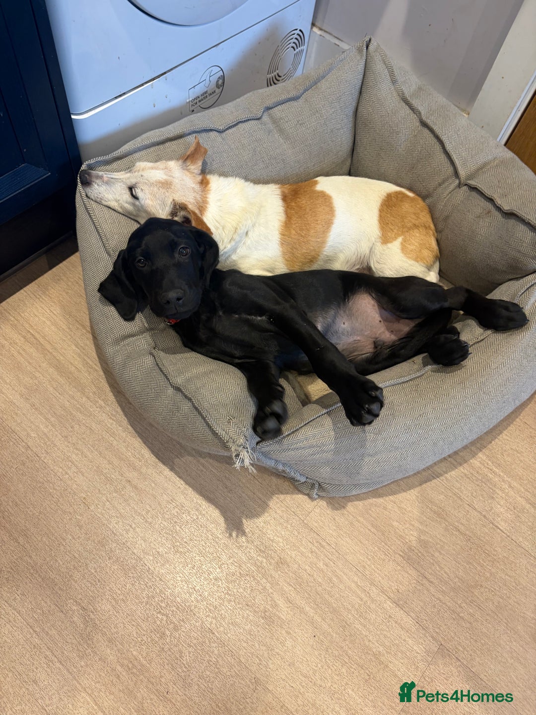 Mixed Breed dogs for sale: Black lab X GSP puppy 1 male remaining  - Advert 15