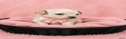 Maltipoo dogs for sale: Parents health tested Maltipoo puppies - Advert 6