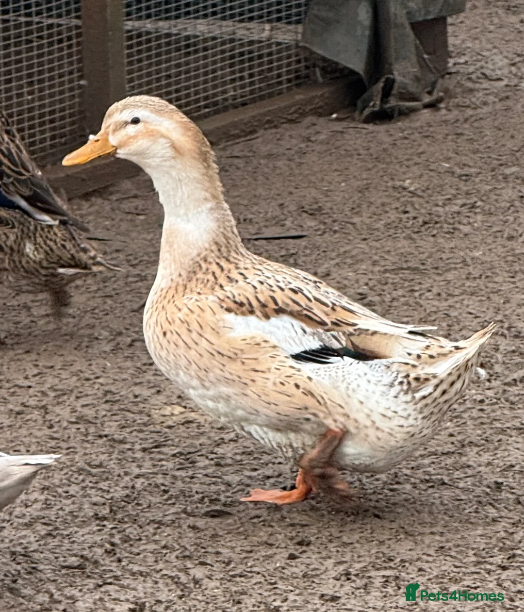 Ducks poultry for sale: Trip of Large Silver Appleyard Ducks - Advert 2