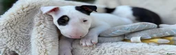 English Bull Terrier dogs for sale: Champion Bloodline English Bull Terrier Puppies - Advert 28