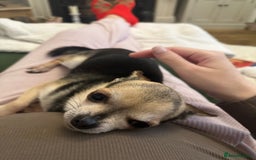 Chihuahua dogs for sale: Buddy the chihuahua looking for loving home - Image 3