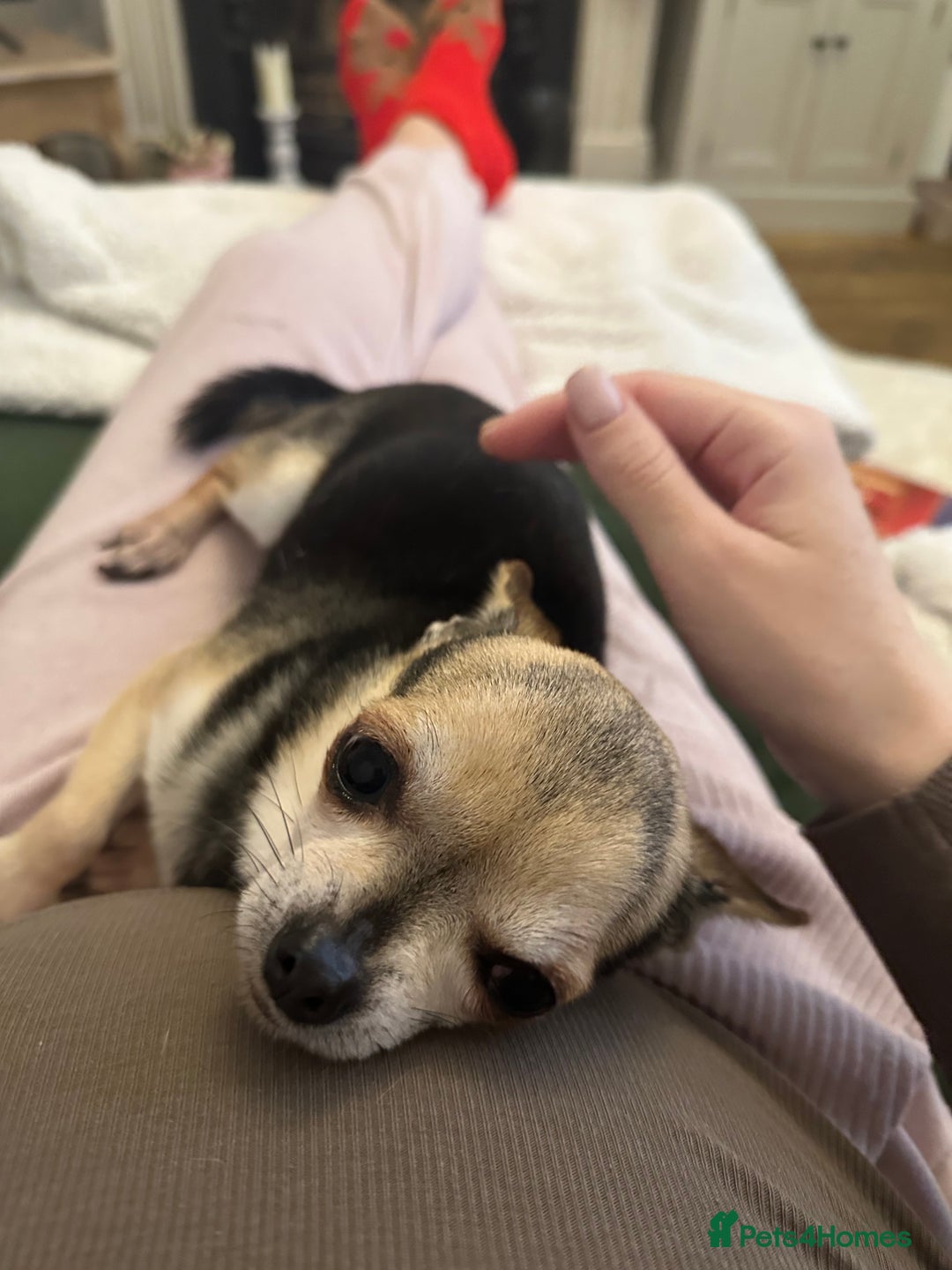 Chihuahua dogs for sale: Buddy the chihuahua looking for loving home - Image 3