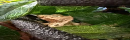 Gecko reptiles for sale: 2 crested geckos  in Runcorn - Advert 3